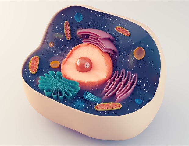 Anatomical structure of biological animal cell with organelles eranicle 1d73b50575dc4546875a4a2fc7d429a6 620x480 1
