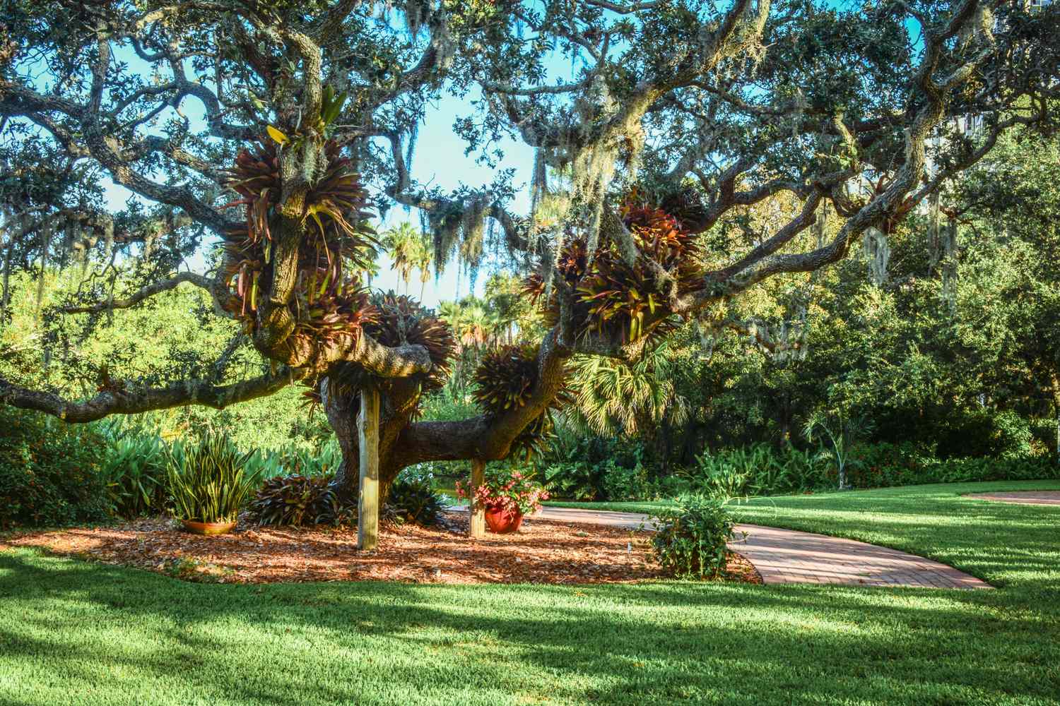 Oak Tree with Bromeliads Photo Courtesy of Marie Selby Botanical Gardens scaled 4bd2c205e12341f494dd14b98dd6f3ea