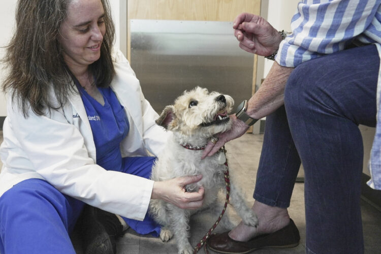 Pet Allergies 1 750x500 1