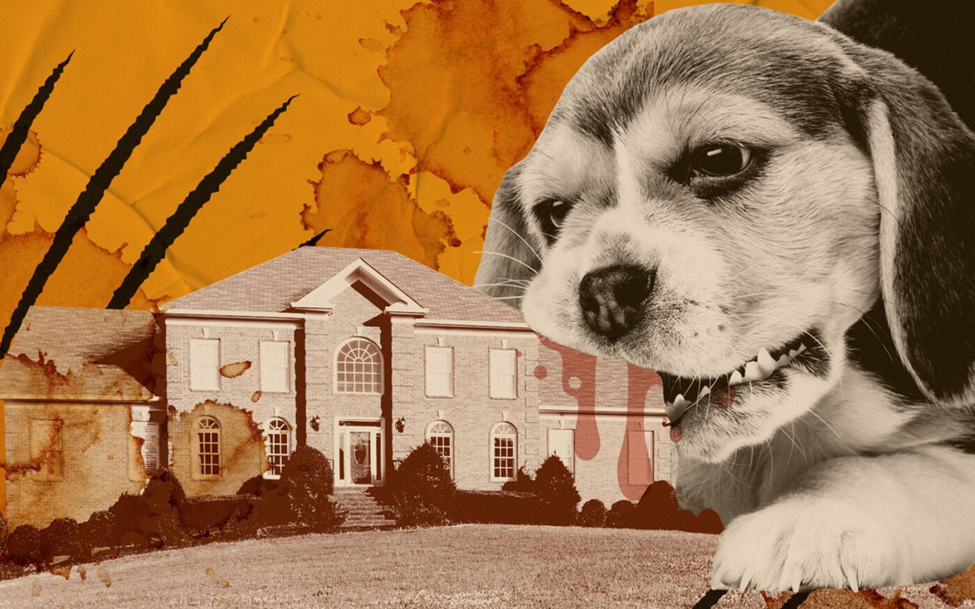Pet problems 1400x875 1