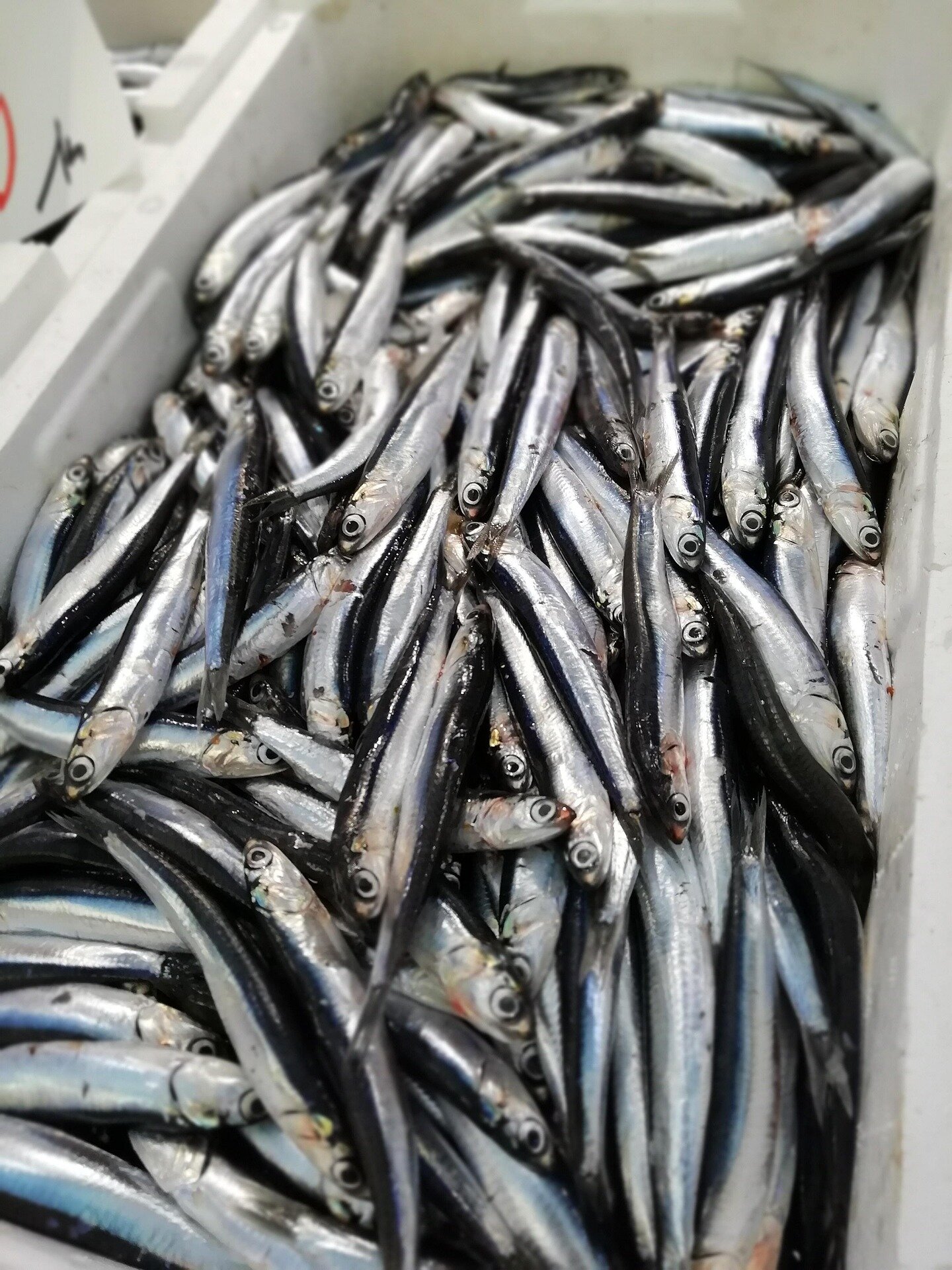 anchovy fishing