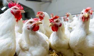 broilers farm production.nK7b9XPYUK