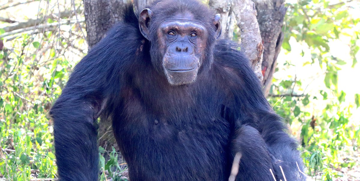 chimpanzee 6863ca2e4df79