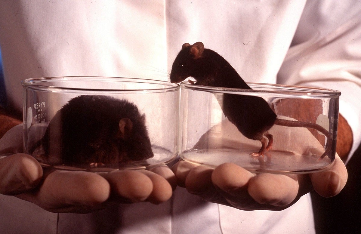 gene hacked mice produce ozempic like drug