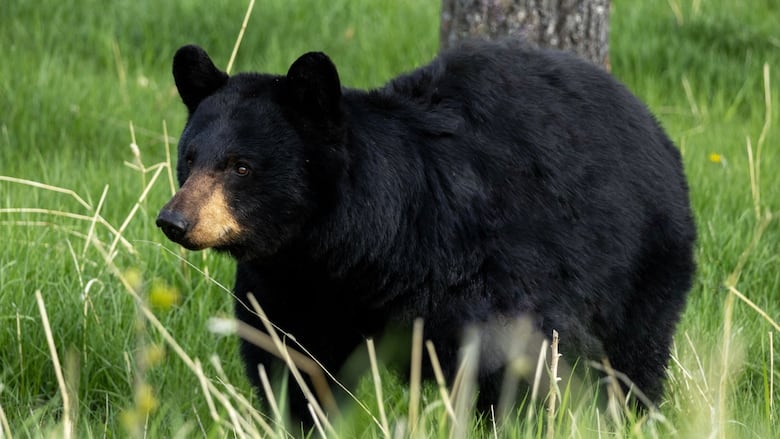 golf bear