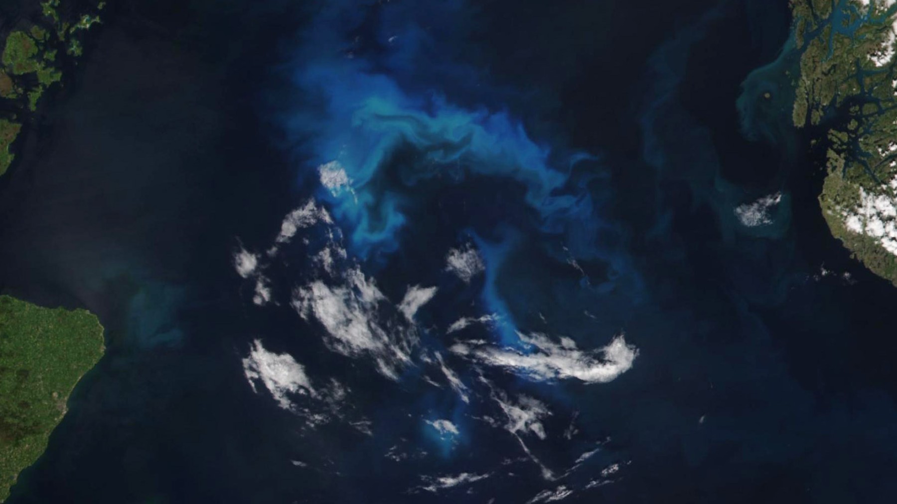 northseaalgae vir2 2023166 lrg