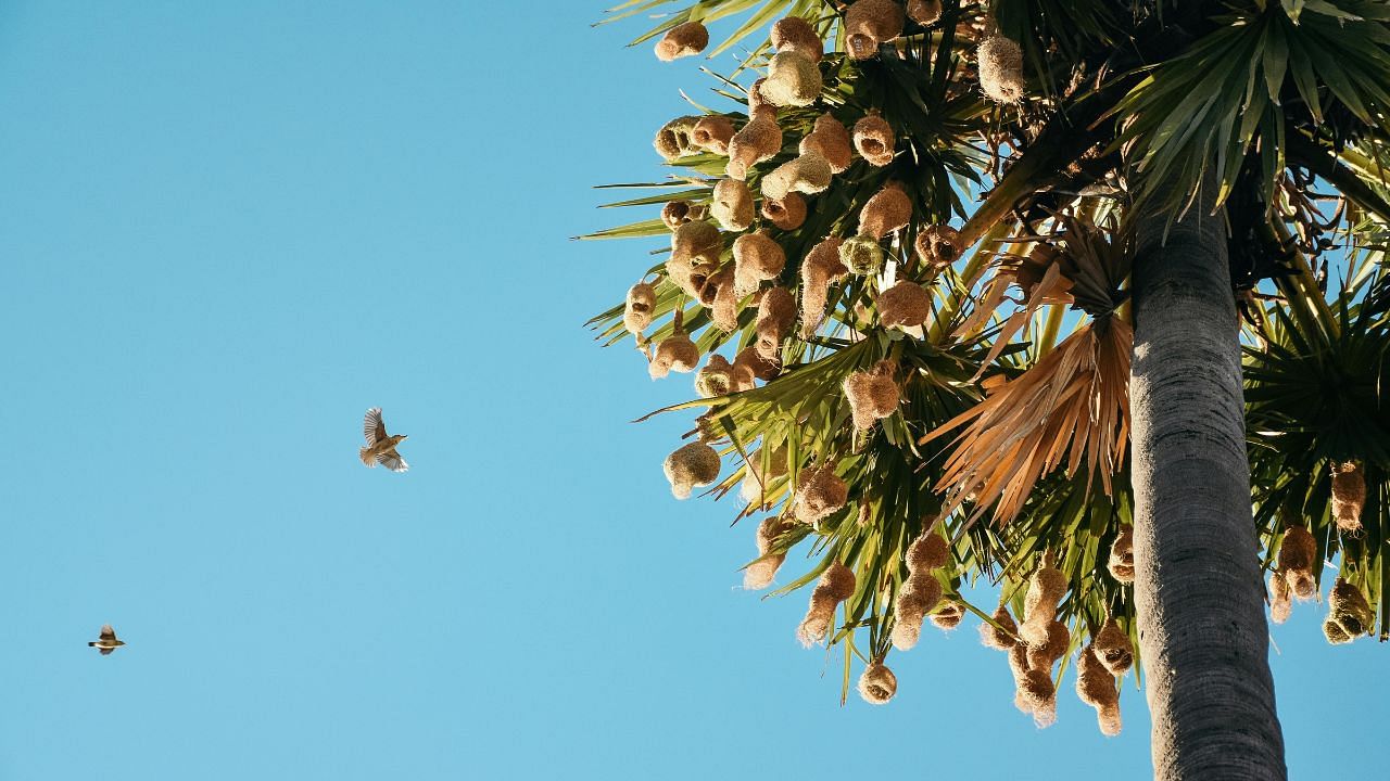 palm