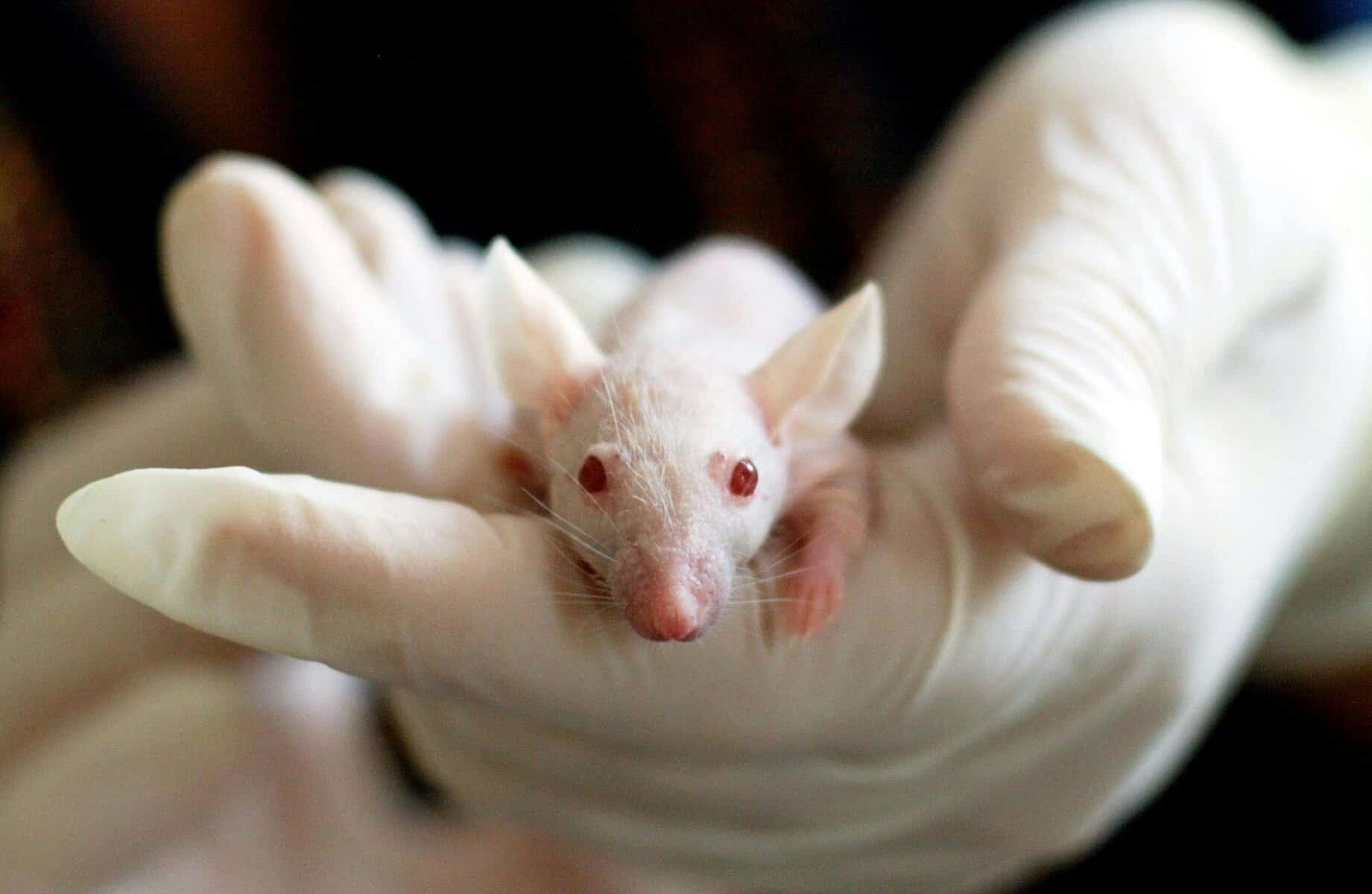 pexels pixabay mouse