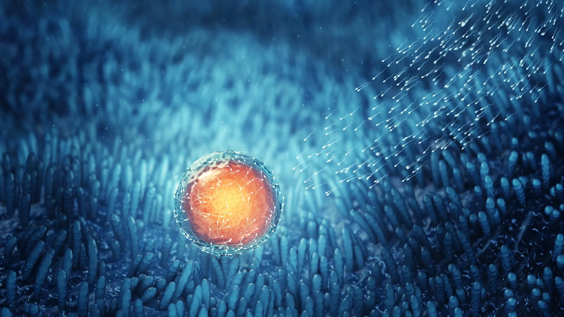 sperm cells fertilizing egg cell