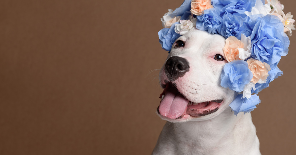 white pit bull wearing flowers on head