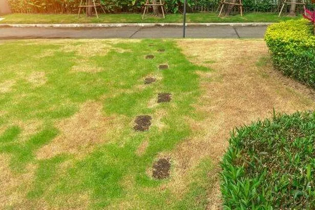 0 Picture of a patchy yellow garden lawn