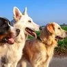0 Three Breeds of Dogs Standing Together