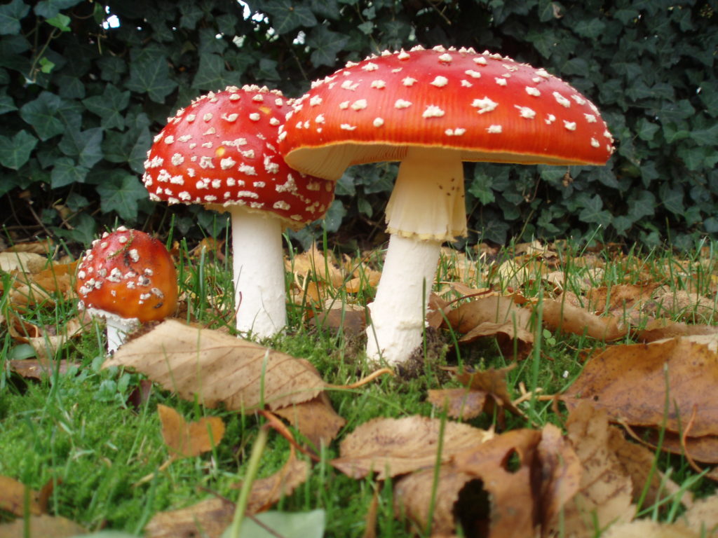 Amanita muscaria 3 vliegenzwammen op rij 1024x768 1