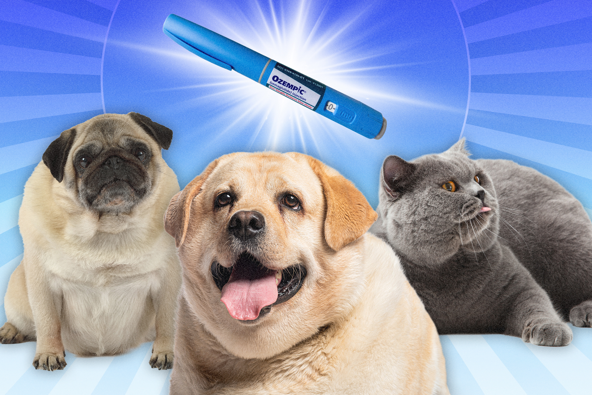 wp content2Fuploads2Fsites2F22F20252F082Fillustration story pets getting ozempic 109807045