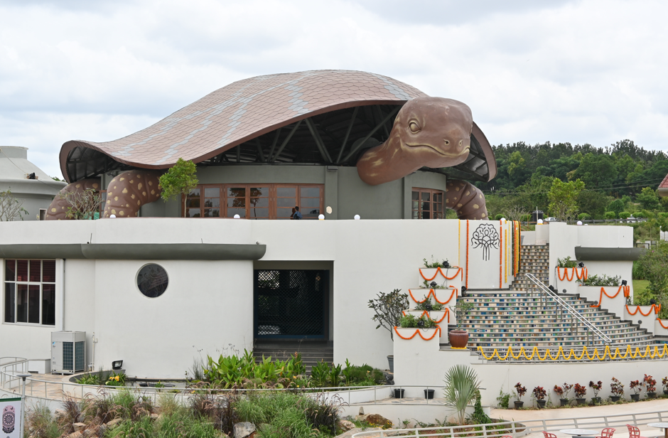 1955729 turtle