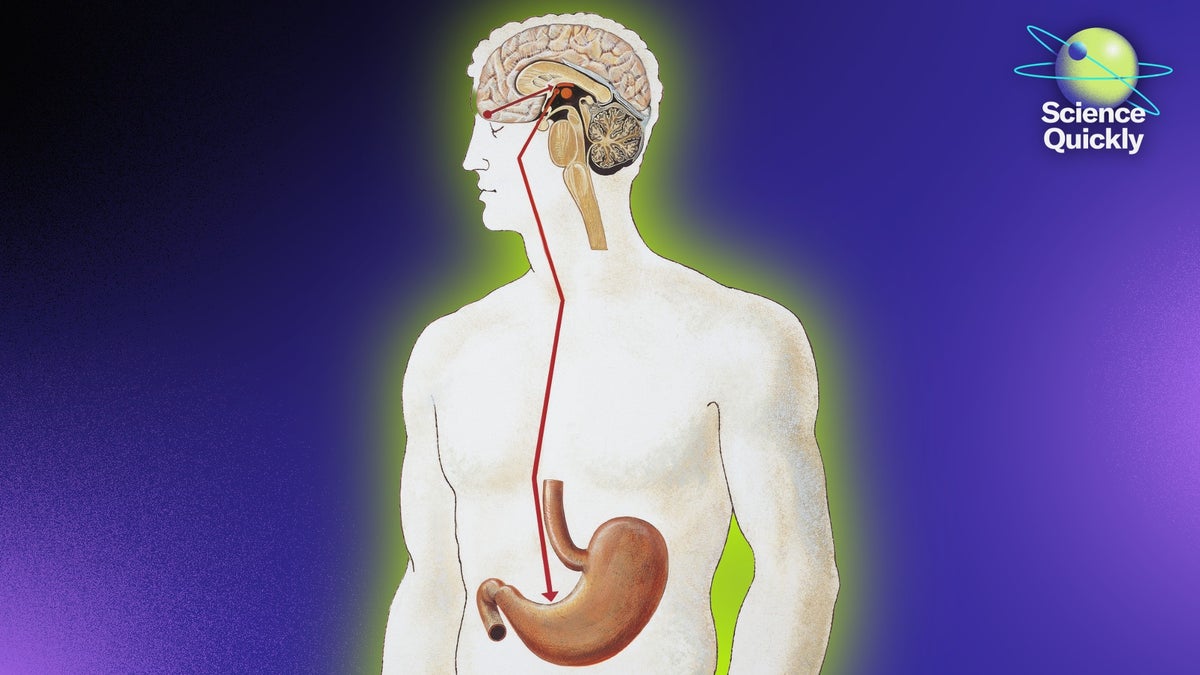 2509 SQ WED GUT HEALTH Podcast Span Art