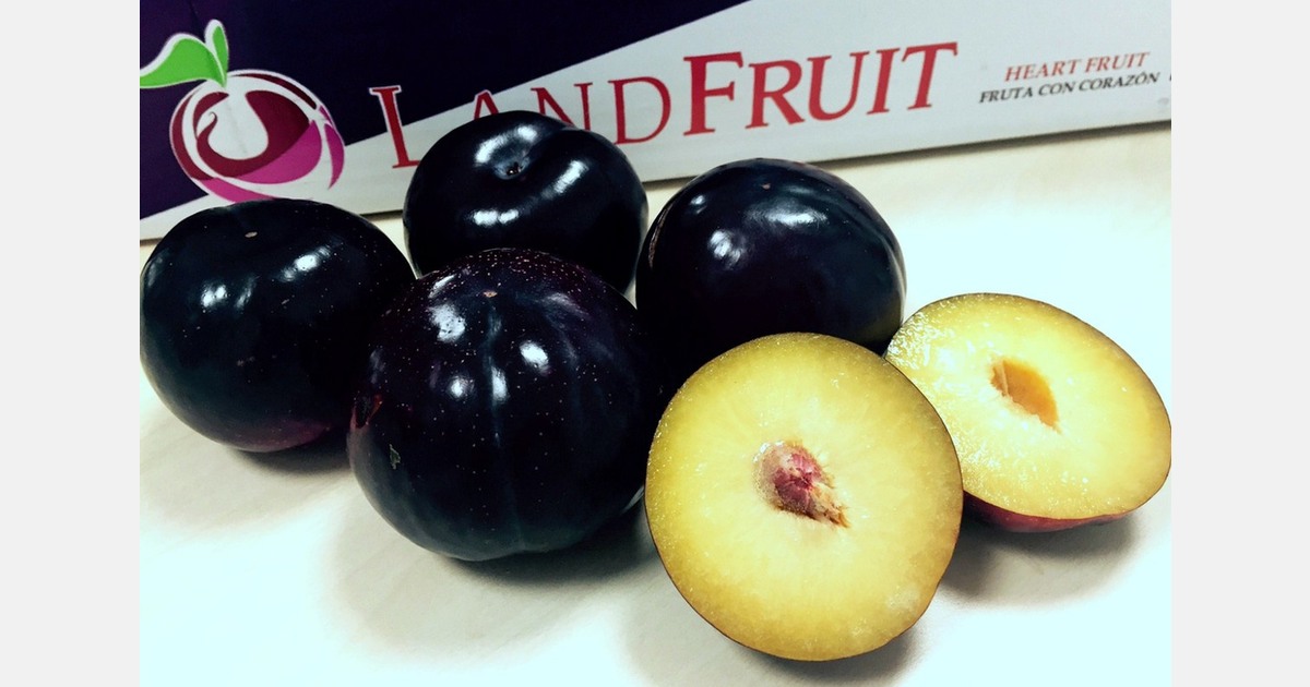Landfruit ciruelos
