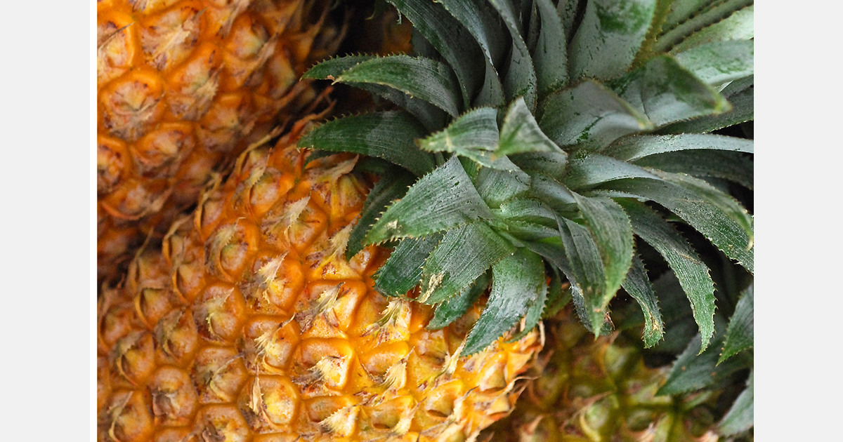 Pineapples FP img 0035