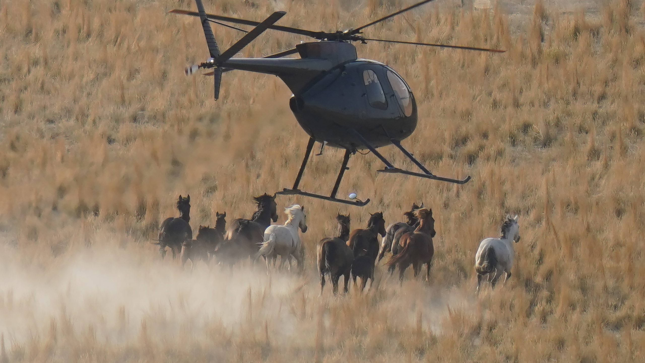 aptopix wild horses roundups 40227 1 scaled