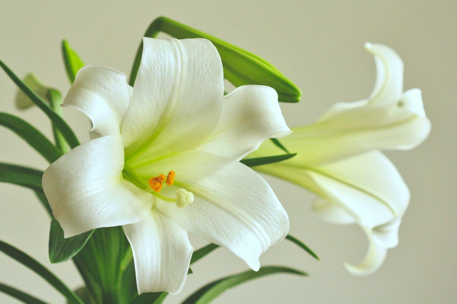 attachment obitlily photo by ashlee marie on unsplash 1