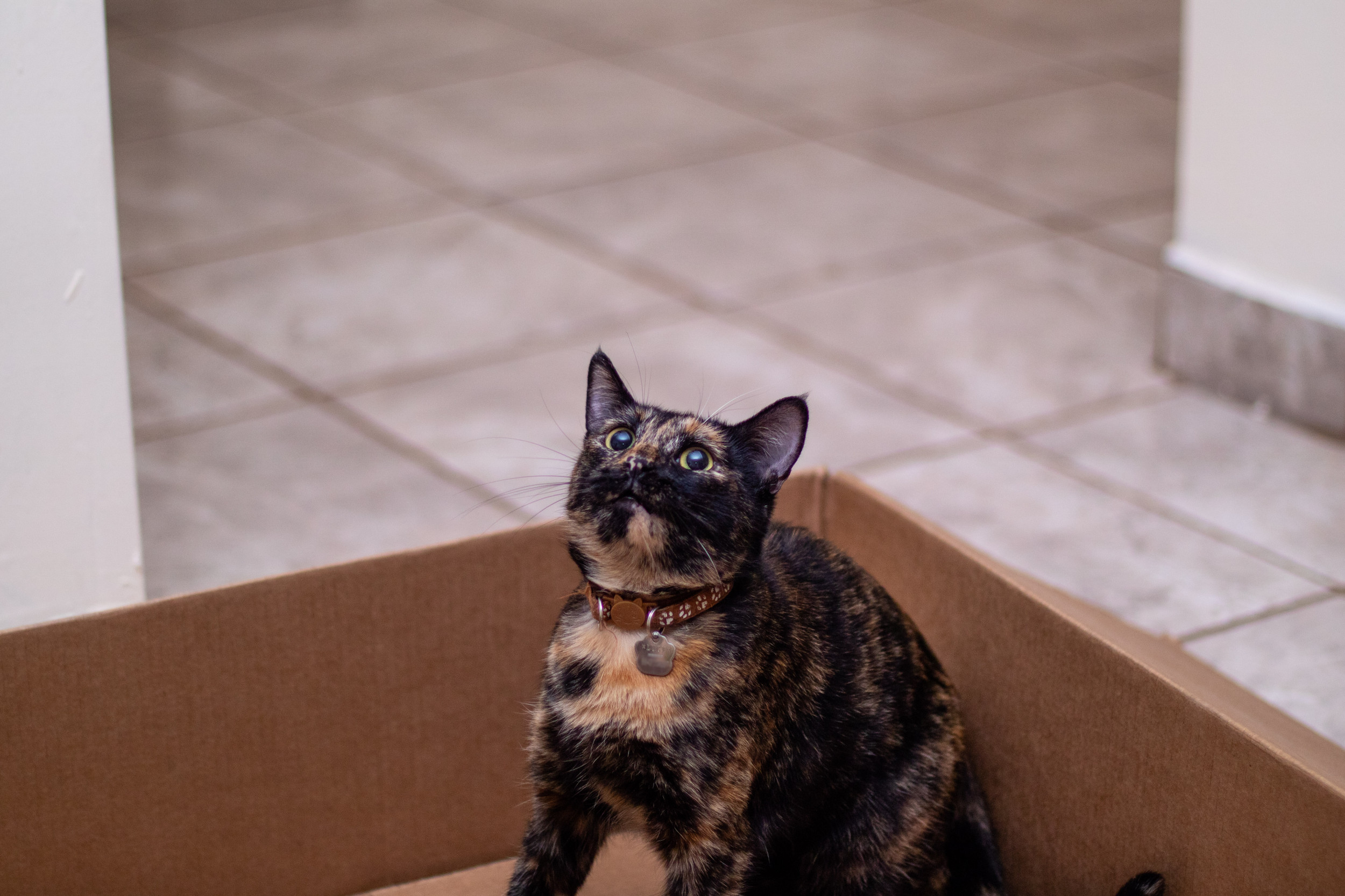 cat