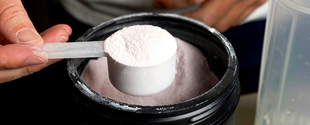 protein powder
