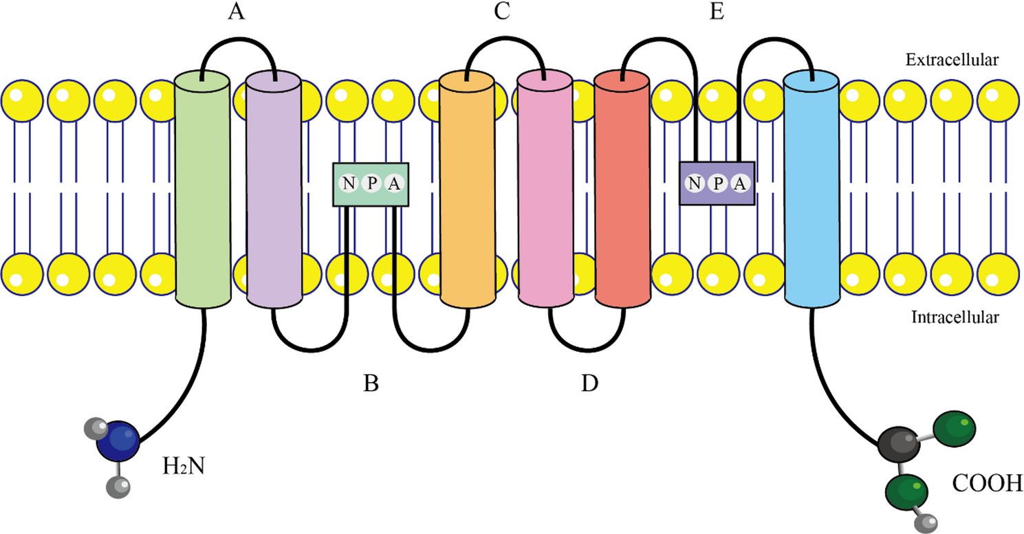 Aquaporins in lipid metabolism: functions and regulation in health and disease - Lipids in Health and Disease 2 12944 2025 2727 Fig1 HTML