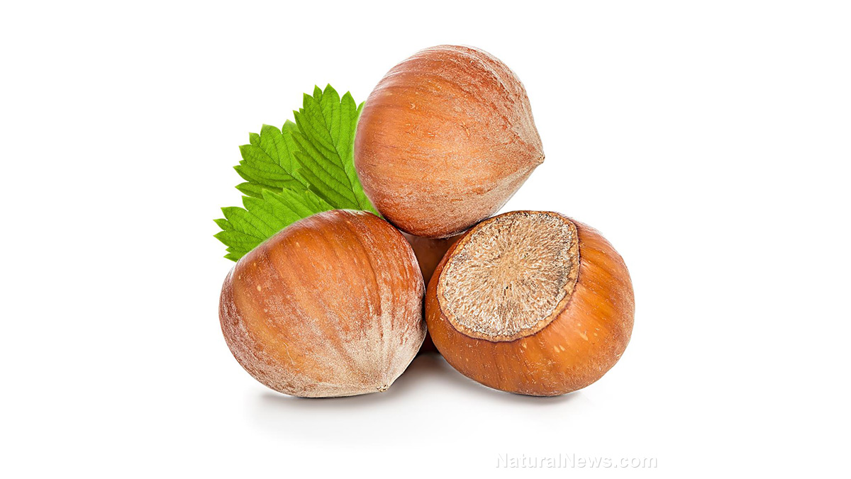 Hazelnut Isolated Background Brown Close Closeup Dried