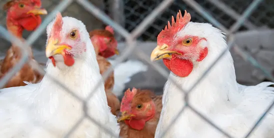 food20and20drug20united20states20department20of20agriculture20livestock20usda20fda20agriculture20livestock20poultry20chicken20egg.jpg