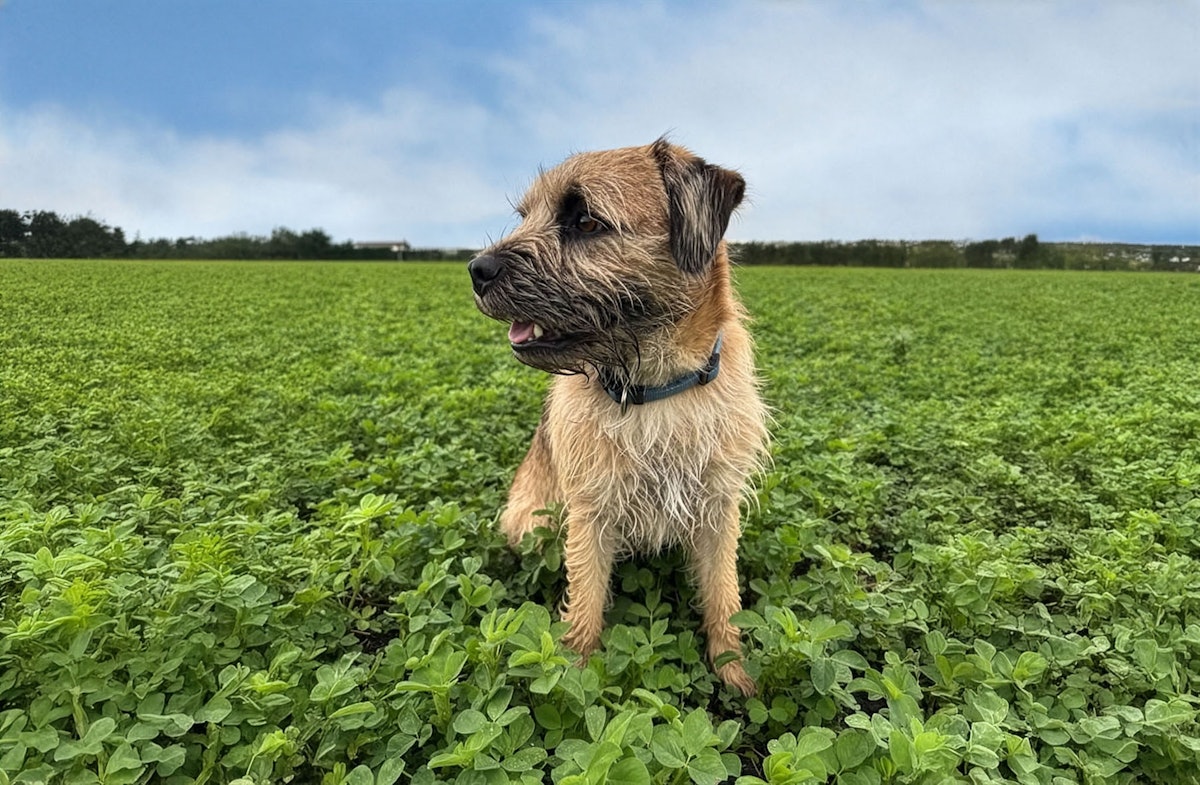 otto in field of alfalfa leaves.zBCUuCcwbn