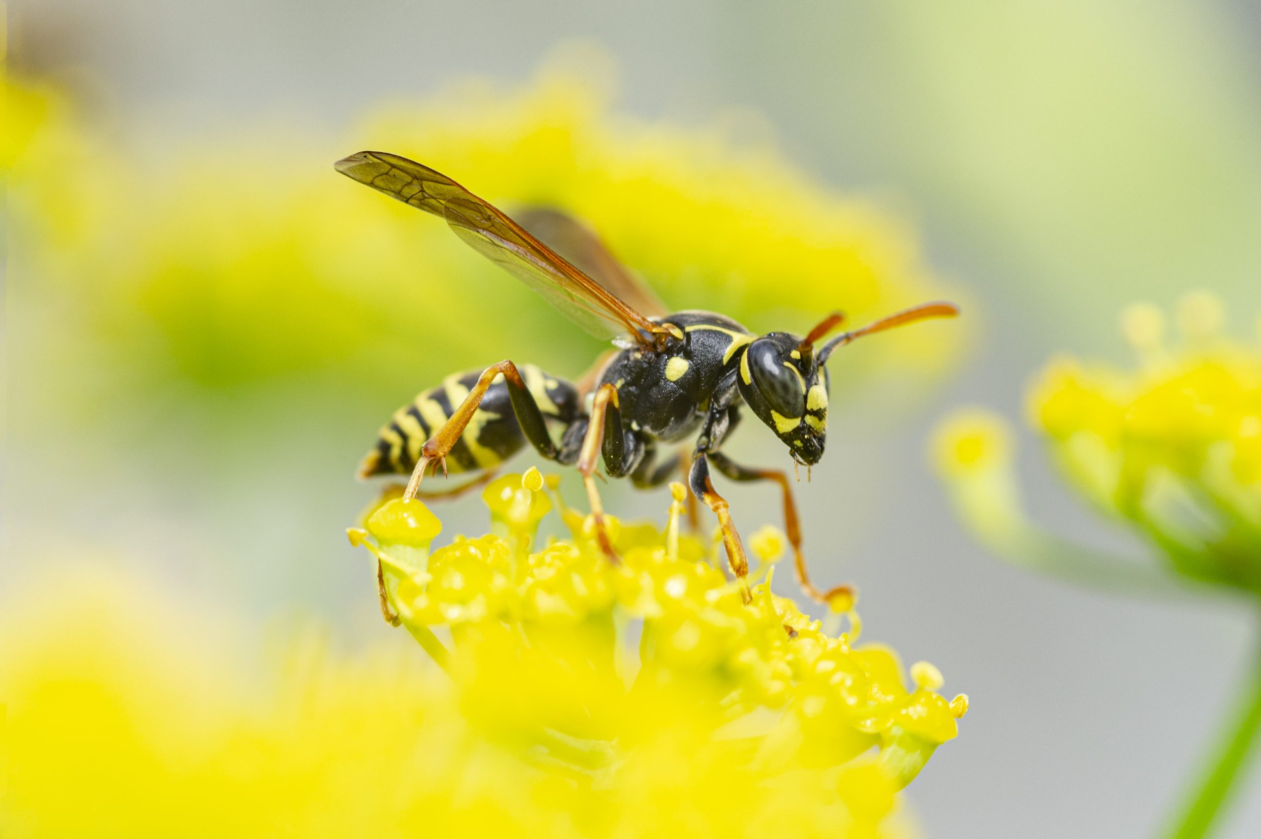 wasp lead scaled 1