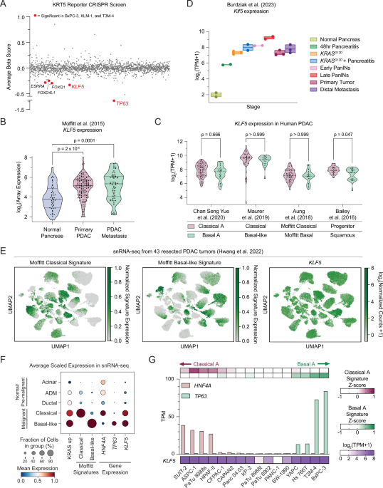 KLF5 enables dichotomous lineage programs in pancreatic cancer via the AAA+ ATPase coactivators RUVBL1 and RUVBL2 1 41467 2025 66007 Fig1 HTML