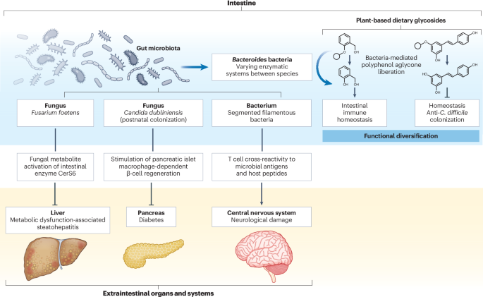 Pushing the frontier of gut microbiome health cross-kingdom and cross-organ - Nature 1 41575 2025 1140 Fig1 HTML
