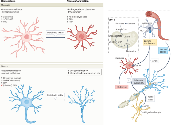 42255 2025 1409 Fig1 HTML