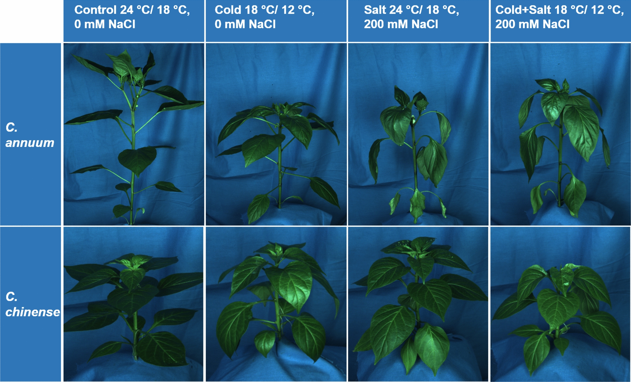 Comparison of single and combined salt and cold stress effects and their challenges for hyperspectral measurements of different Capsicum species 5 425 2025 4865 Fig1 HTML