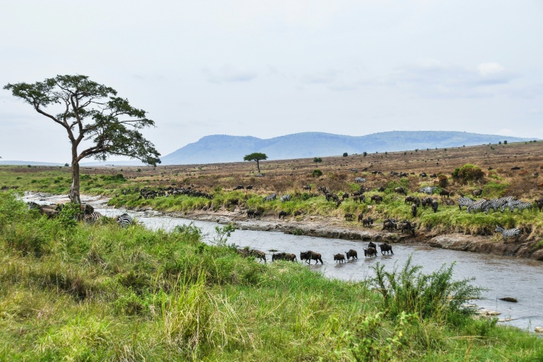 AFP7196654500576916446834172128535254594608 1