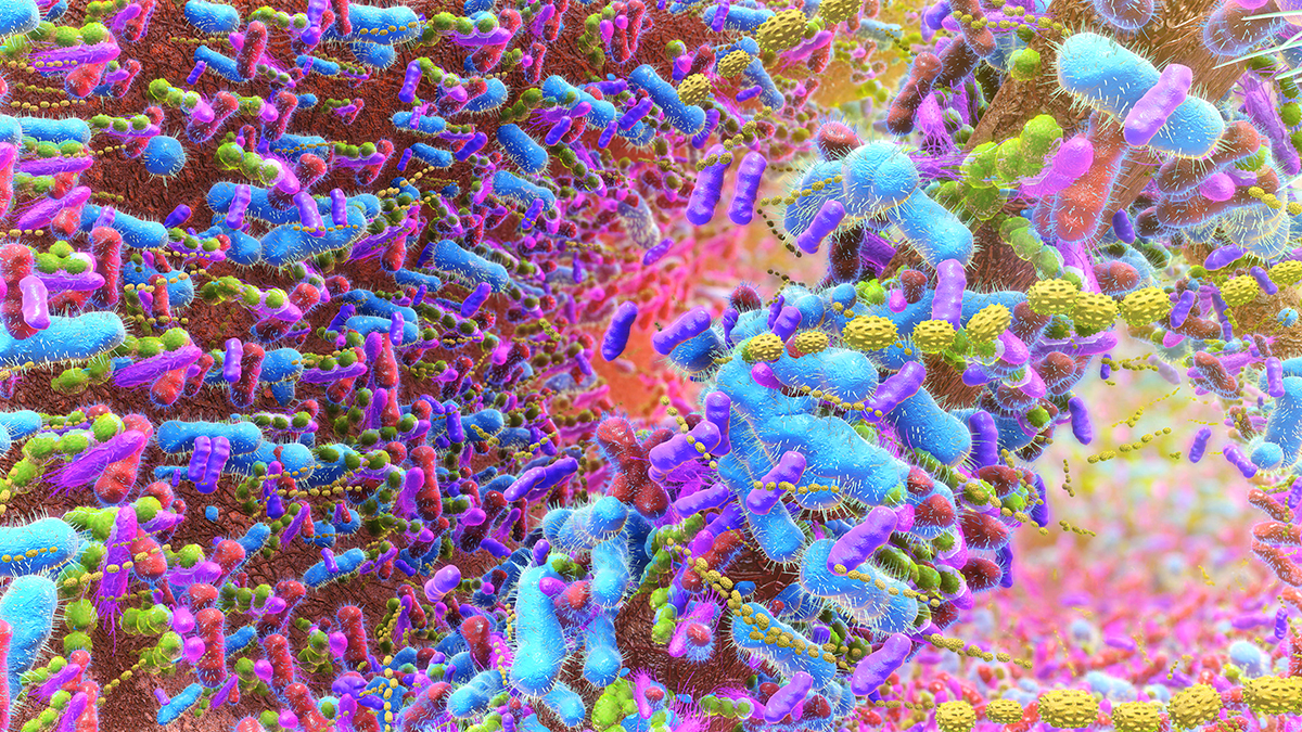 Your Guts Methane-Making Microbes Could Secretly Turn Fiber Into Extra Calories - ScienceAlert 2 GutBacteria