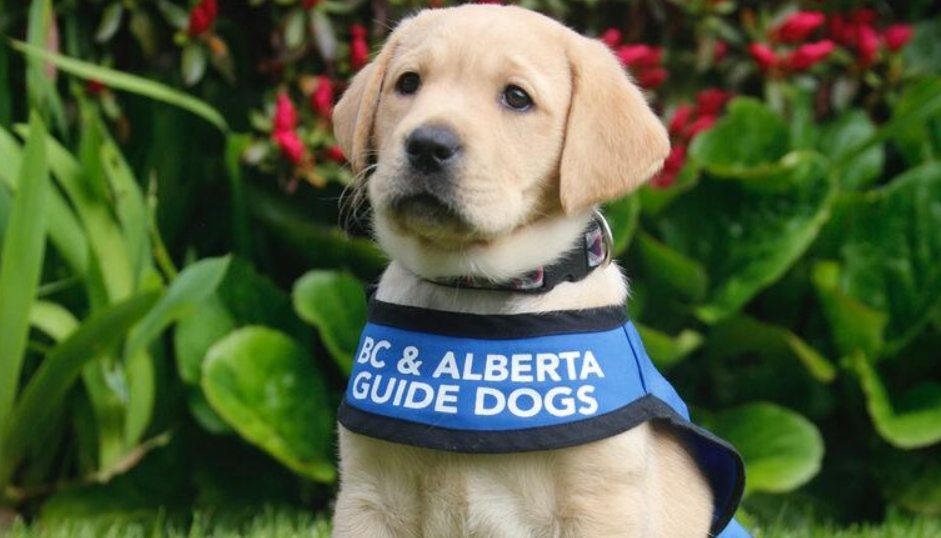 Therapy dogs support Lower Mainland first responders 4 Port Coquitlam Fire Department support dog