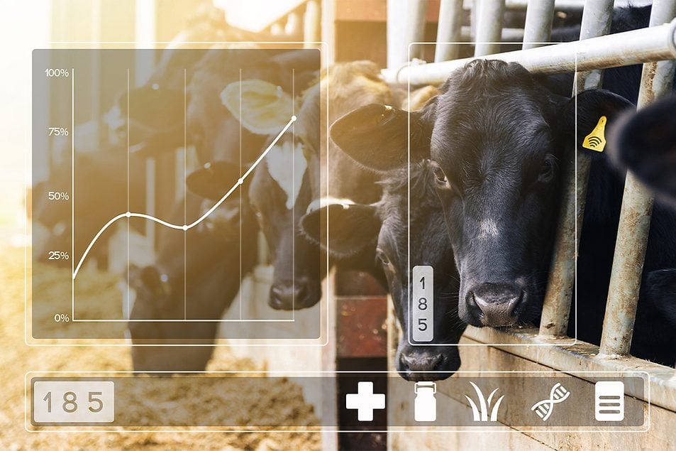 cattle health graphic food safety feature