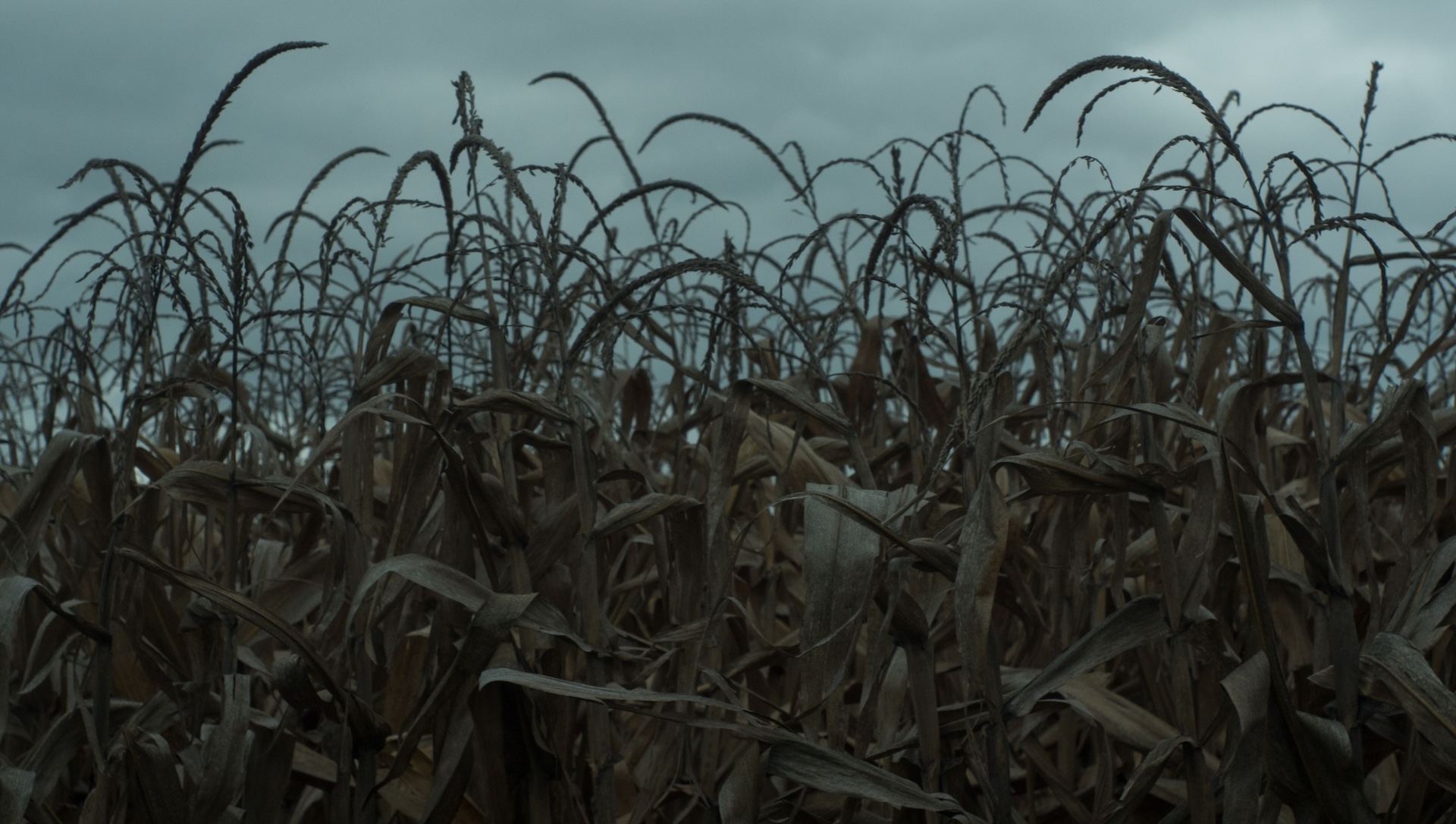 Researchers uncover concerning phenomenon that could impact food supply: This is one of the first studies to show 1 dark crops