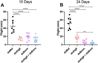 Dual silencing of lipophagy and lipolysis in Rhodnius prolixus induces lipid droplet remodeling without TAG accumulation in the fat body 1 image 13
