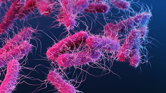 Immune-Resistant E. coli Strain Spreads as Fast as Swine Flu - Technology Networks 5 immune resistant e coli strain spreads as fast as swine flu 406529 640x360 1