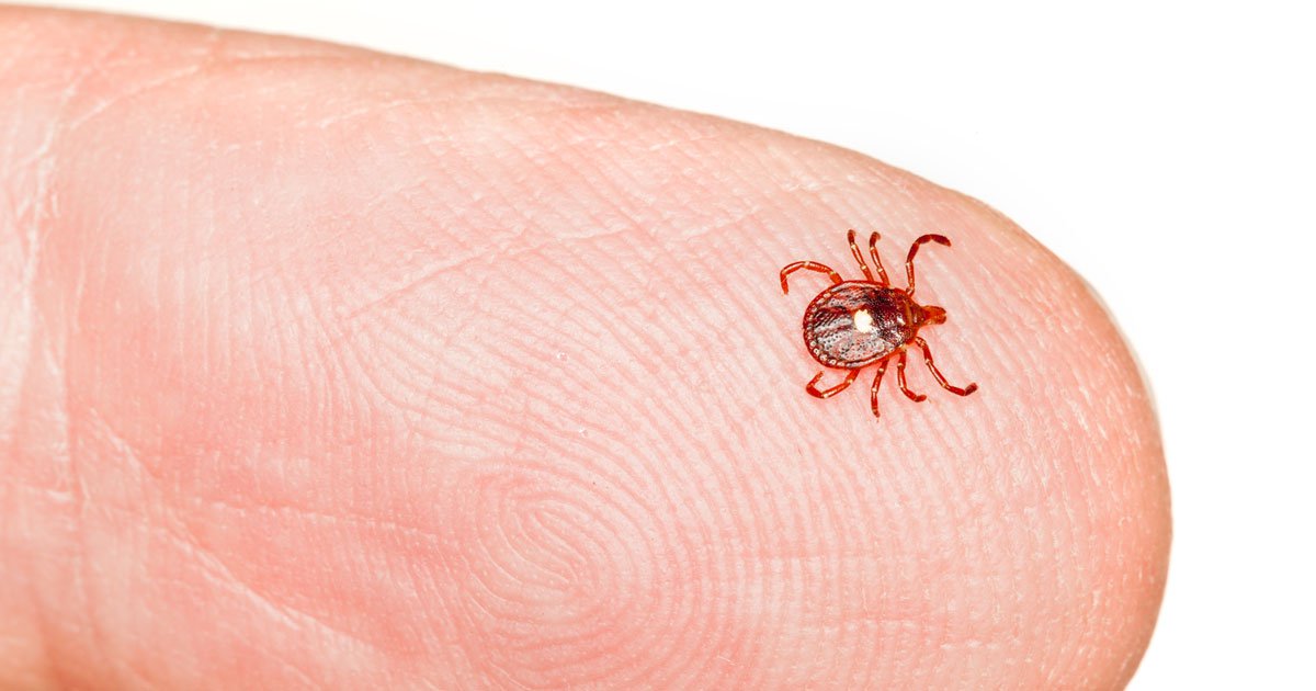 First documented alpha-gal syndrome fatality from mammalian meat reported - Healio 2 lonestartick stockphoto