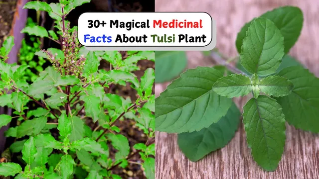 30+ Magical Medicinal Facts About Tulsi (Basil) Plant For Everyday Use 1 medicinal facts and health benefits of tulsi basil plant 1762069046049 v