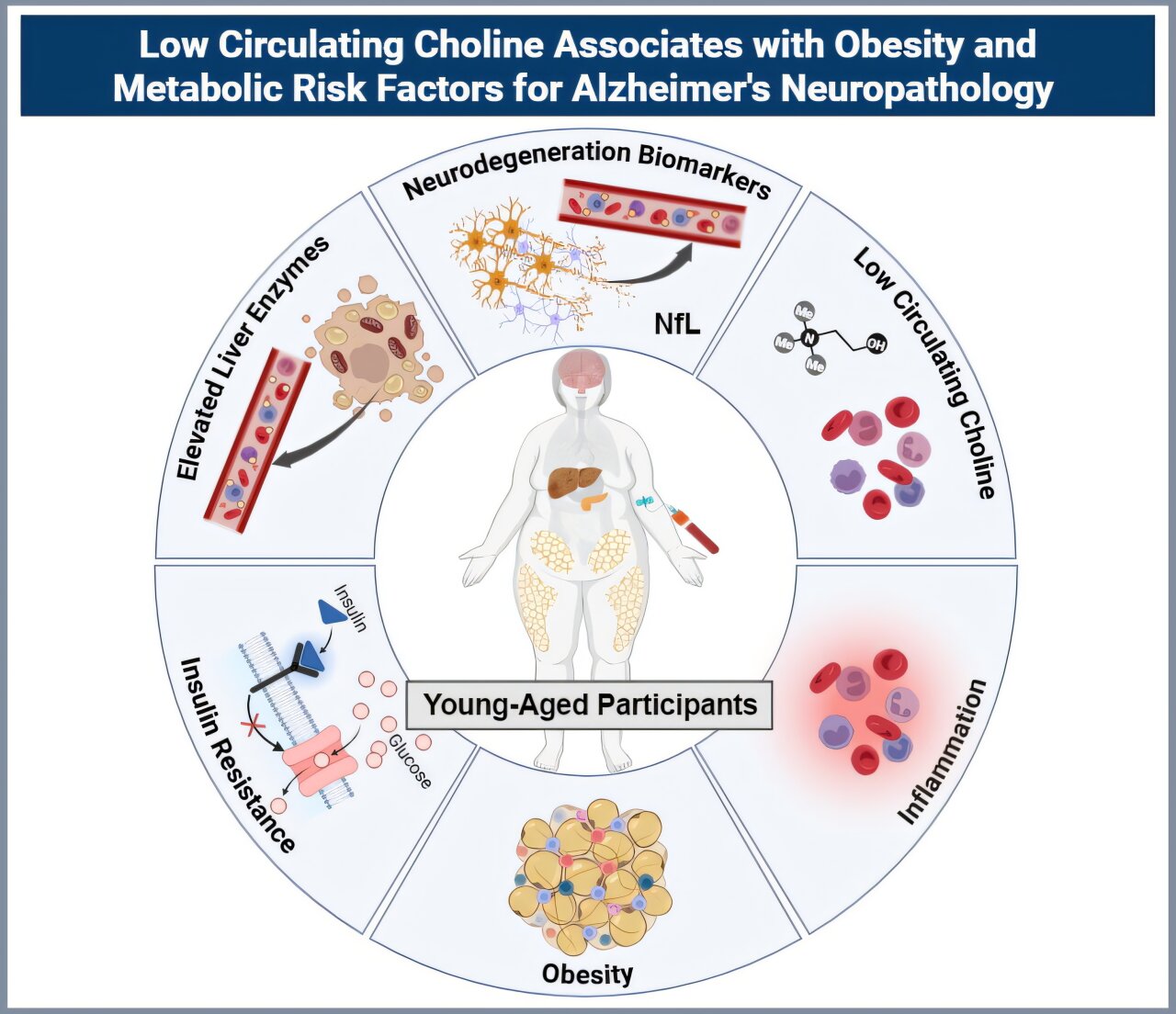 metabolic roots of mem 2
