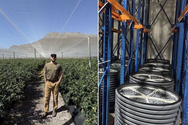 Ripelocker blueberries tweeluik 1200