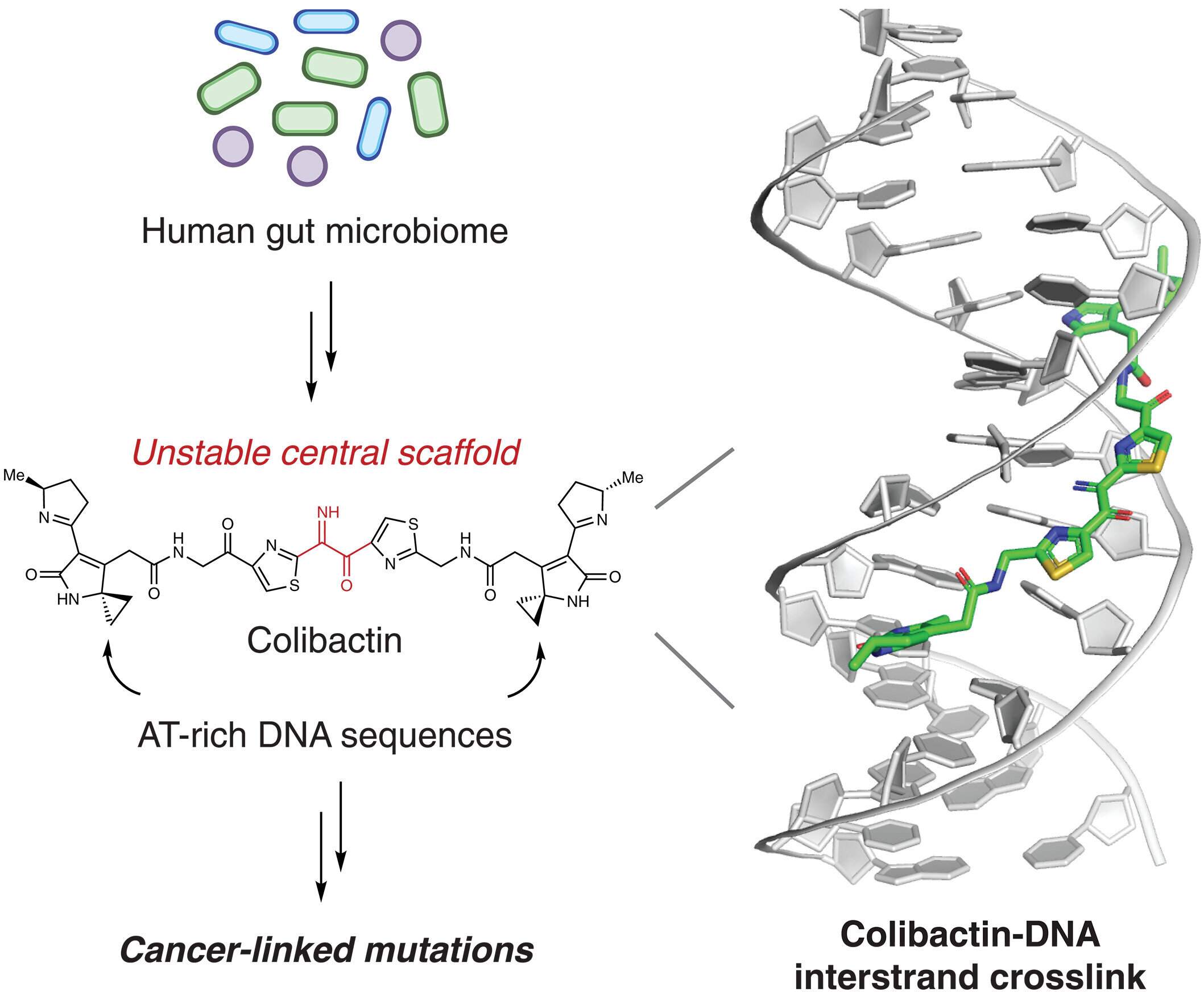 discovery of how a gut
