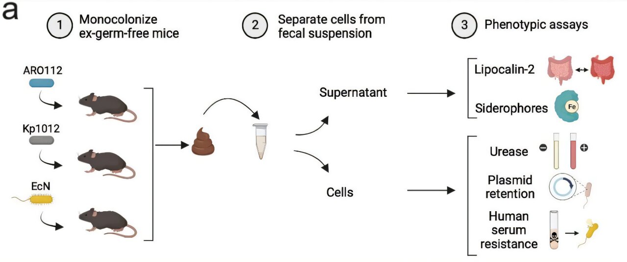 Harmless Klebsiella strain shows powerful protection against gut infections in inflammatory bowel disease model - Medical Xpress 3 harmless klebsiella st 2