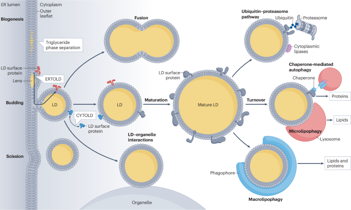 41580 2025 945 Fig1 HTML