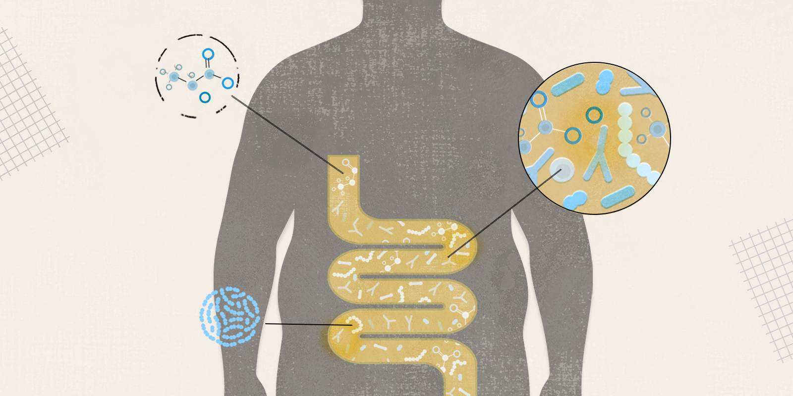 Gut20Health20IMF20Banner201.2026